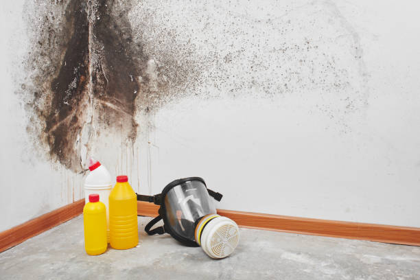 Mold Removal Process in Pardeeville, WI