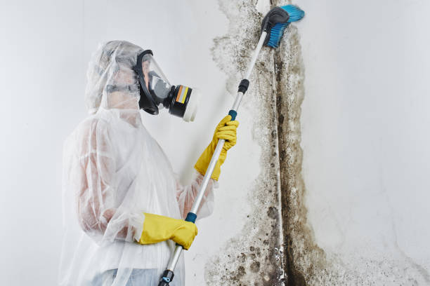 Best Mold Testing  in Pardeeville, WI