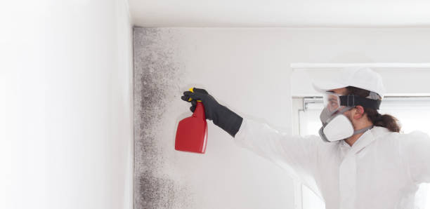 Best Mold Damage Repair  in Pardeeville, WI