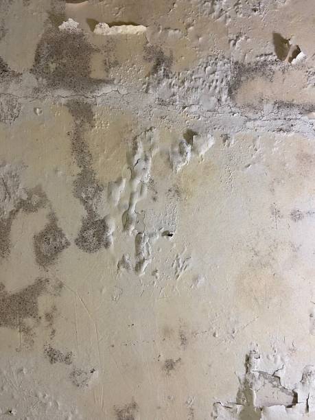 Best Mold Remediation Services  in Pardeeville, WI