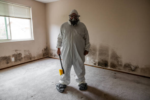 Best Local Mold Removal Service  in Pardeeville, WI