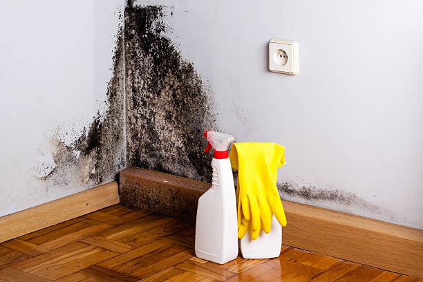 Best Certified Mold Removal  in Pardeeville, WI