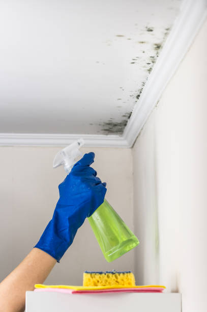 Best Mold Removal Process  in Pardeeville, WI