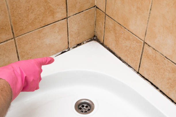 Best Mold Removal Near Me  in Pardeeville, WI